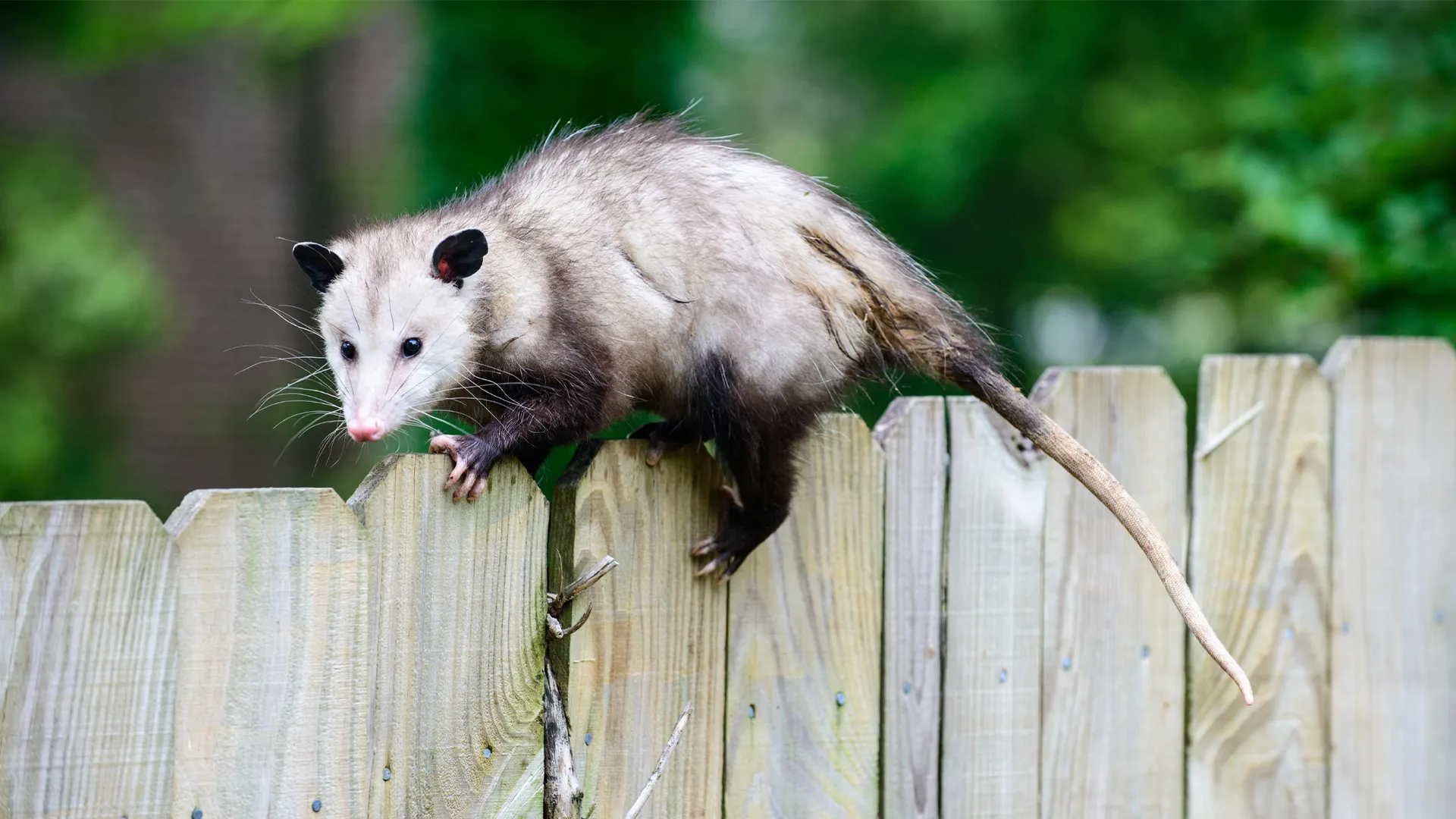 Opossum on a fenced property in St. Johns County