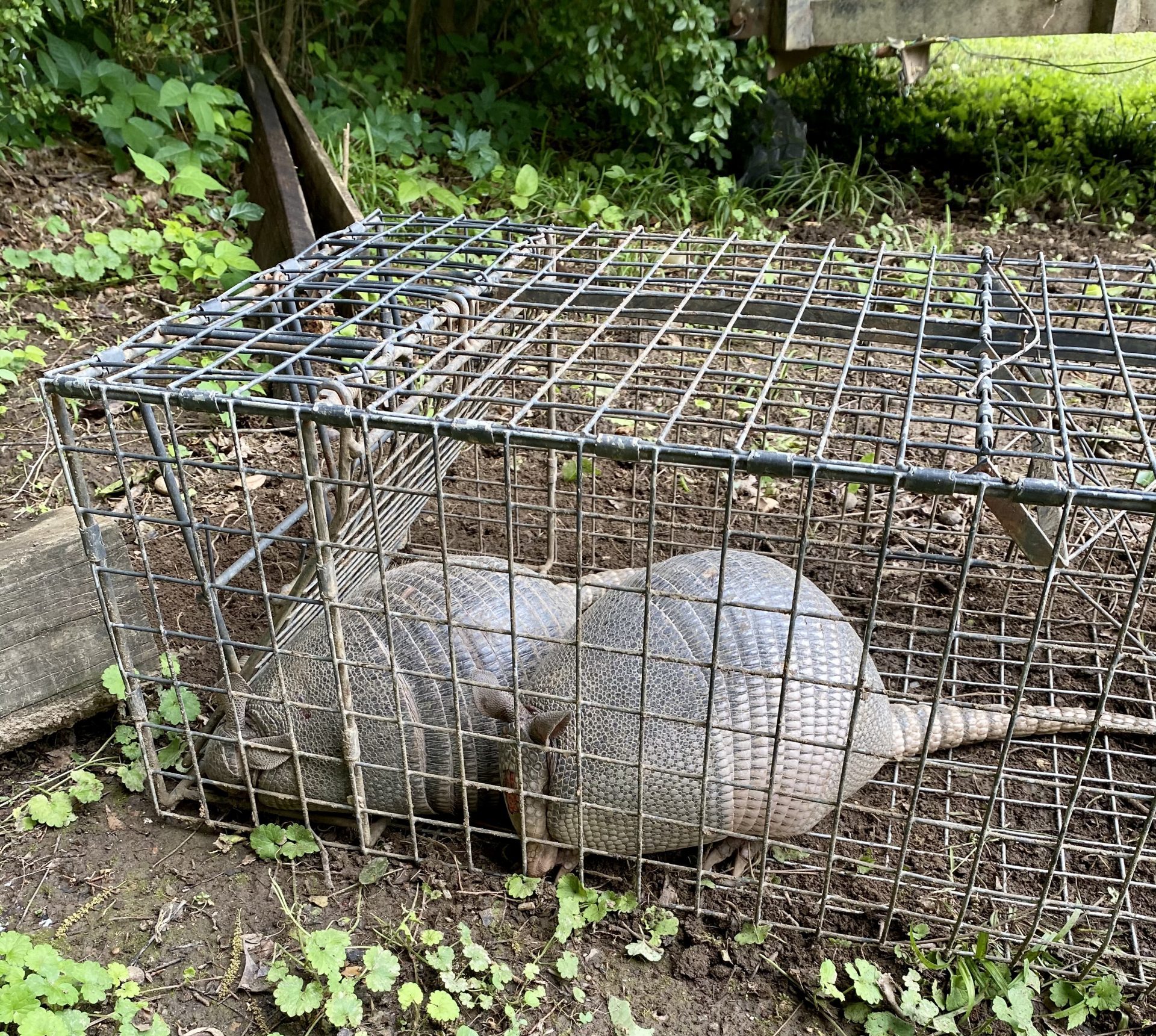 Two armadillos captured in a live trap during a Palm Coast, Florida yard-damage call