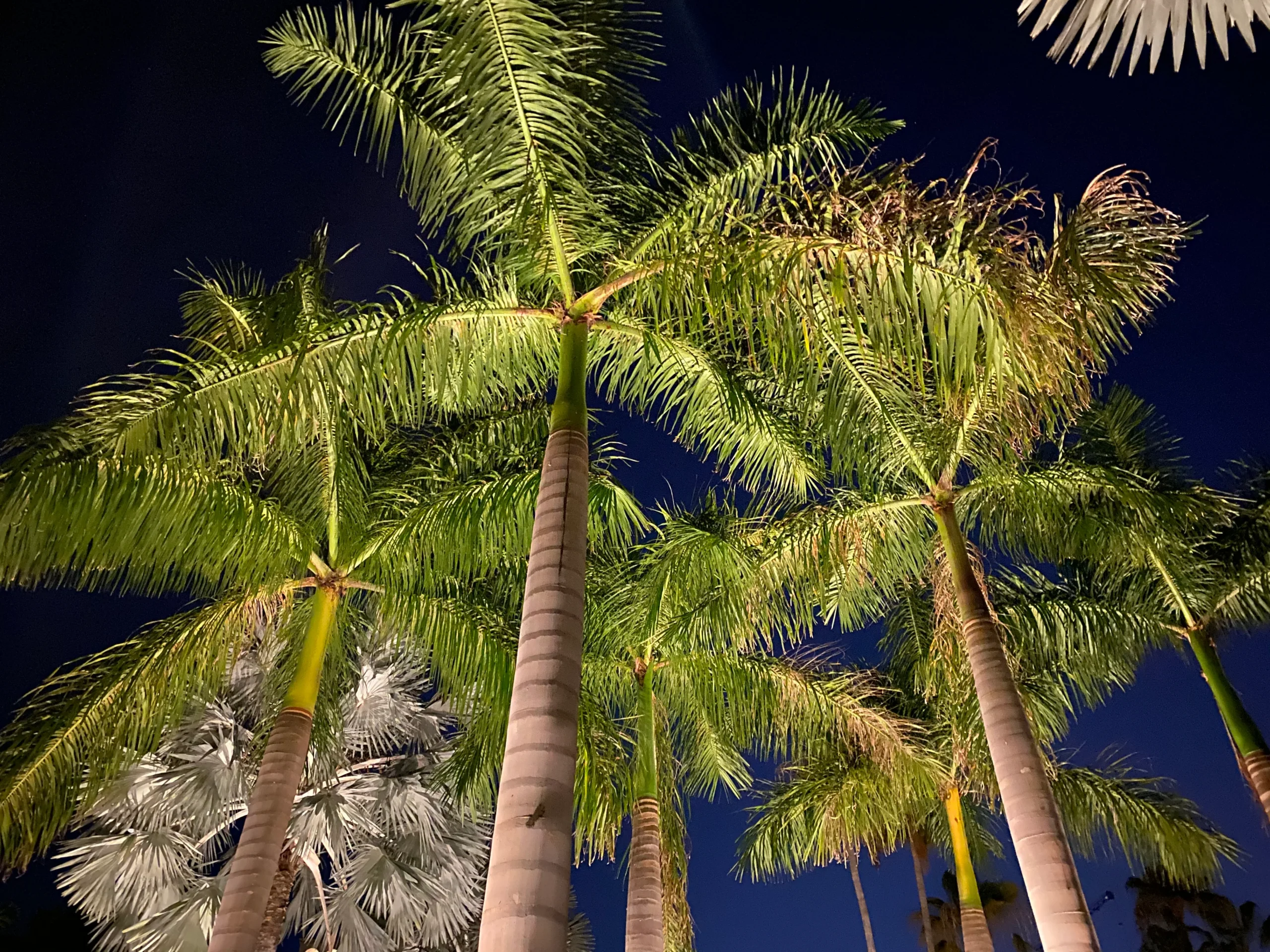 Tall North Florida palm trees against a blue sky